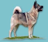 Norwegian Elkhound